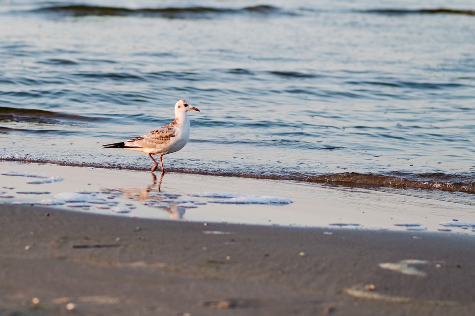 移民新西蘭后，如何領取養老金/退休金？能領多少錢？