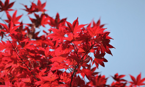 加拿大聯(lián)邦技術(shù)移民，把握細(xì)節(jié)很重要！