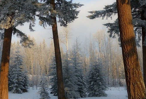 曼省留學移民費用高嗎？多久可以拿到楓葉卡？
