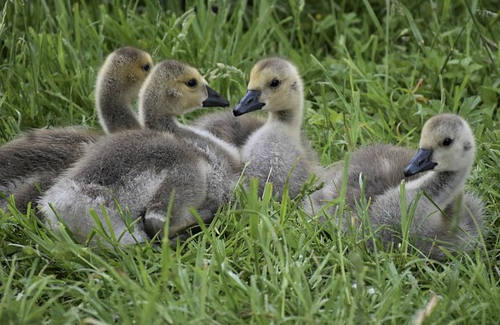 加拿大薩省雇主擔保移民怎么樣？申請條件是什么？