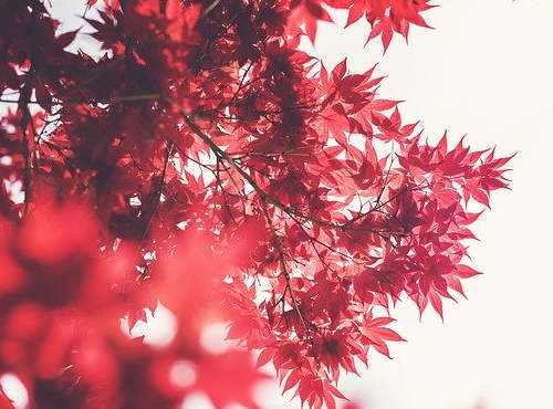 加拿大護工移民難嗎？申請條件是什么？