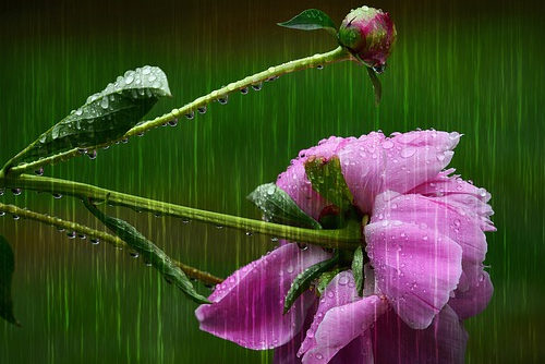 移民加拿大安省需要多少錢？