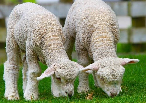 新西蘭留學移民適合哪些人申請？