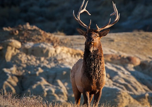 移民加拿大后必須要入籍？加拿大公民身份真的好嗎