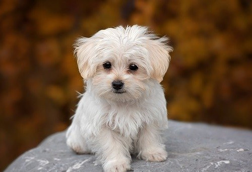 馬耳他移民好嗎？真實的移民生活怎么樣？