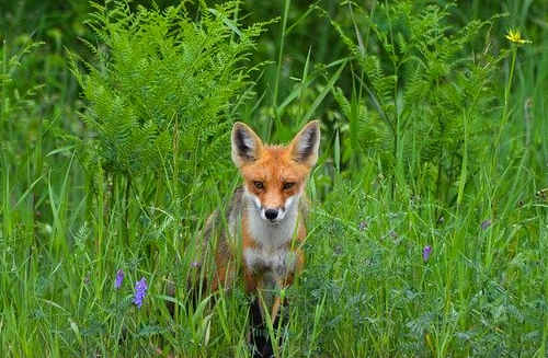 大西洋四省移民如何申請？條件是什么？