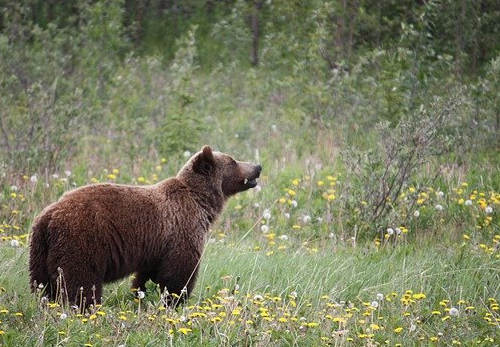 移民加拿大，定居安省怎么樣？