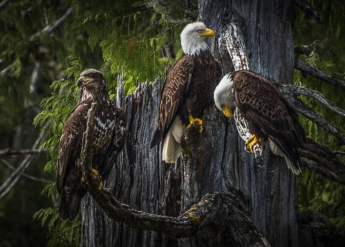 加拿大移民后，哪些職業更適合華人？-【