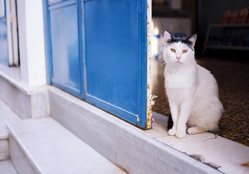 希臘購房移民，房屋能出租嗎？