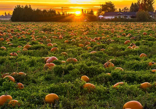 怎么移民加拿大？各省熱門移民項目盤點