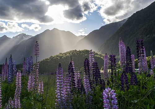 新西蘭移民生活怎么樣？華人會受歧視嗎？