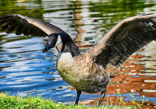 加拿大移民好嗎？當地生活怎么樣