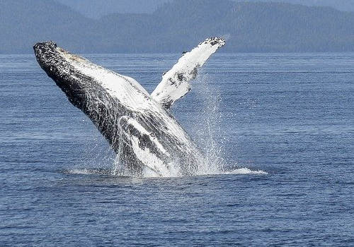 移民加拿大怎么樣？哪個項目是最優選擇？