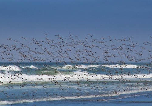 美國EW3美國雇主擔保移民風險大嗎？