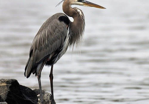 省提名移民加拿大，必須要住在提名省嗎？