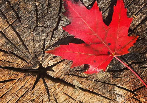 加拿大楓葉卡是永久的嗎？會被撤銷嗎