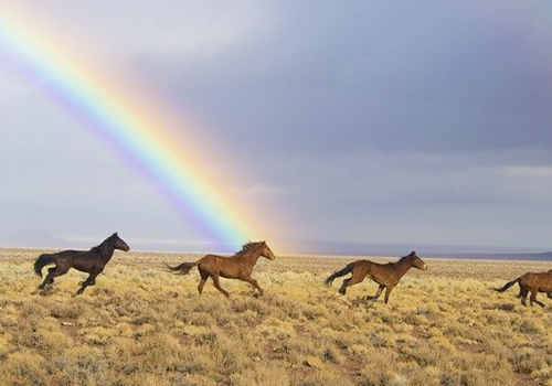 想申請美國移民，怎么辦理呢？