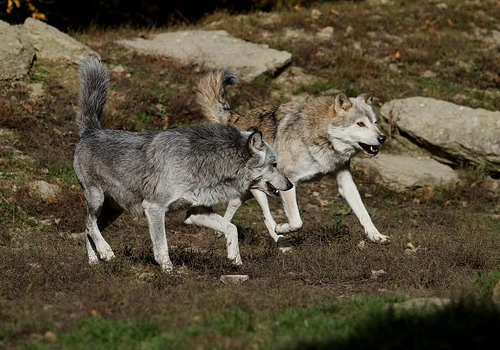 加拿大保姆移民，福利待遇怎么樣？