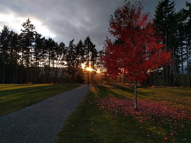 移民生活：中國人移民加拿大都在做哪些工作？