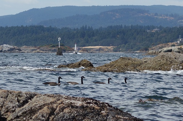 中國人移民加拿大，為何大家都選列治文？