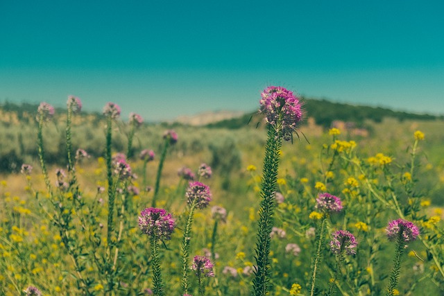 美國移民指南：移民美國成功獲批后該怎么做？